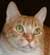pet of the week Mr gibbs